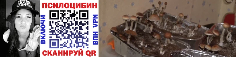 как найти   Сердобск  ОМГ ОМГ ONION  Псилоцибиновые грибы MAGIC MUSHROOMS 